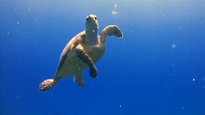 go to Schutz für Schildkröten: Rettungsstation in Thailand