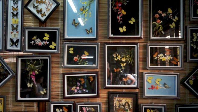go to Gruselige Schmetterlingsbilder: Kunst aus toten Flügeln