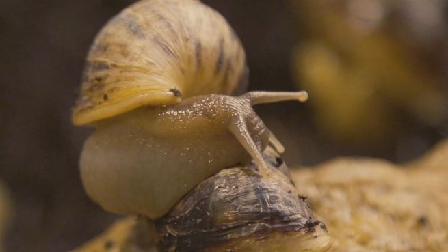 go to Riesenschnecke zum Dinner: Russe ernährt sich vom Wald