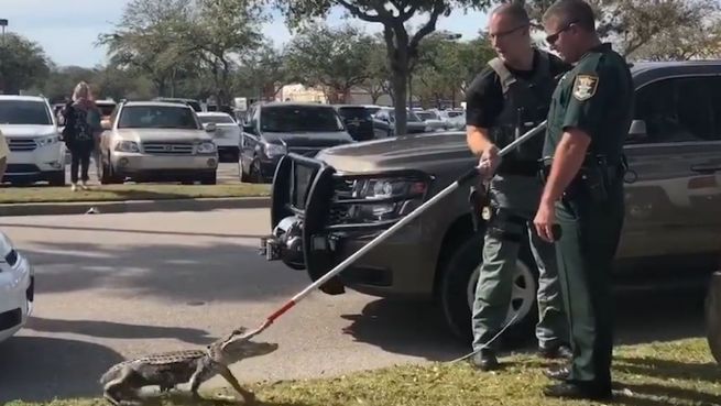 go to Mordshunger? Alligator-Alarm auf Supermarktparkplatz