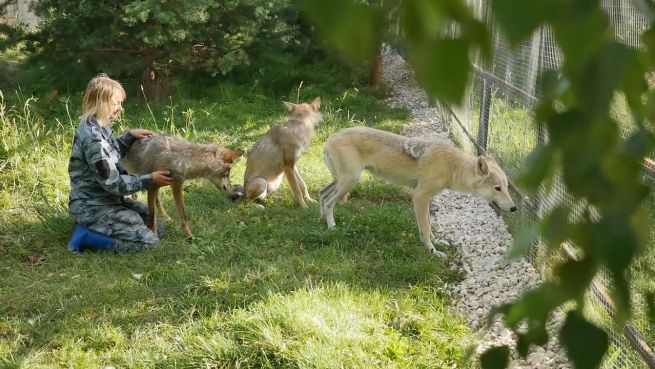 go to Wolf statt Pudel? Tausende Wölfe in Russland ausgesetzt