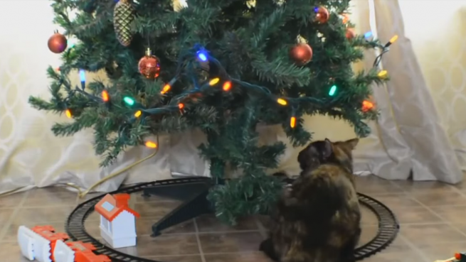 go to Funny Cats Christmas Compilation