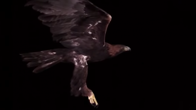 go to The Best of Eagle Attacks Caught on Video